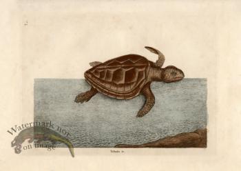 Loggerhead Catesby